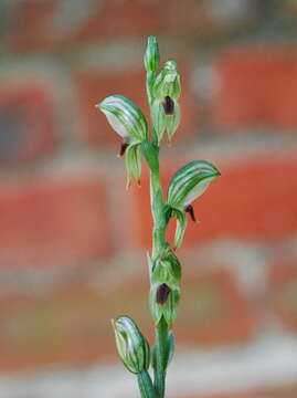 Image of Brown-lip leafy greenhood