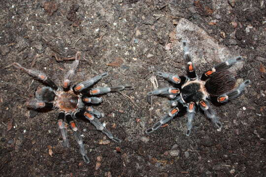 Image of Mexican flameknee tarantula