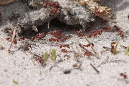 Image of Harvester Ants