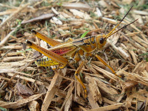 Image of Orthoptera