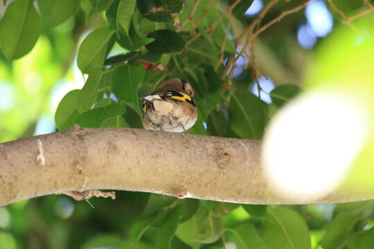 Imagem de Carduelis carduelis parva Tschusi 1901