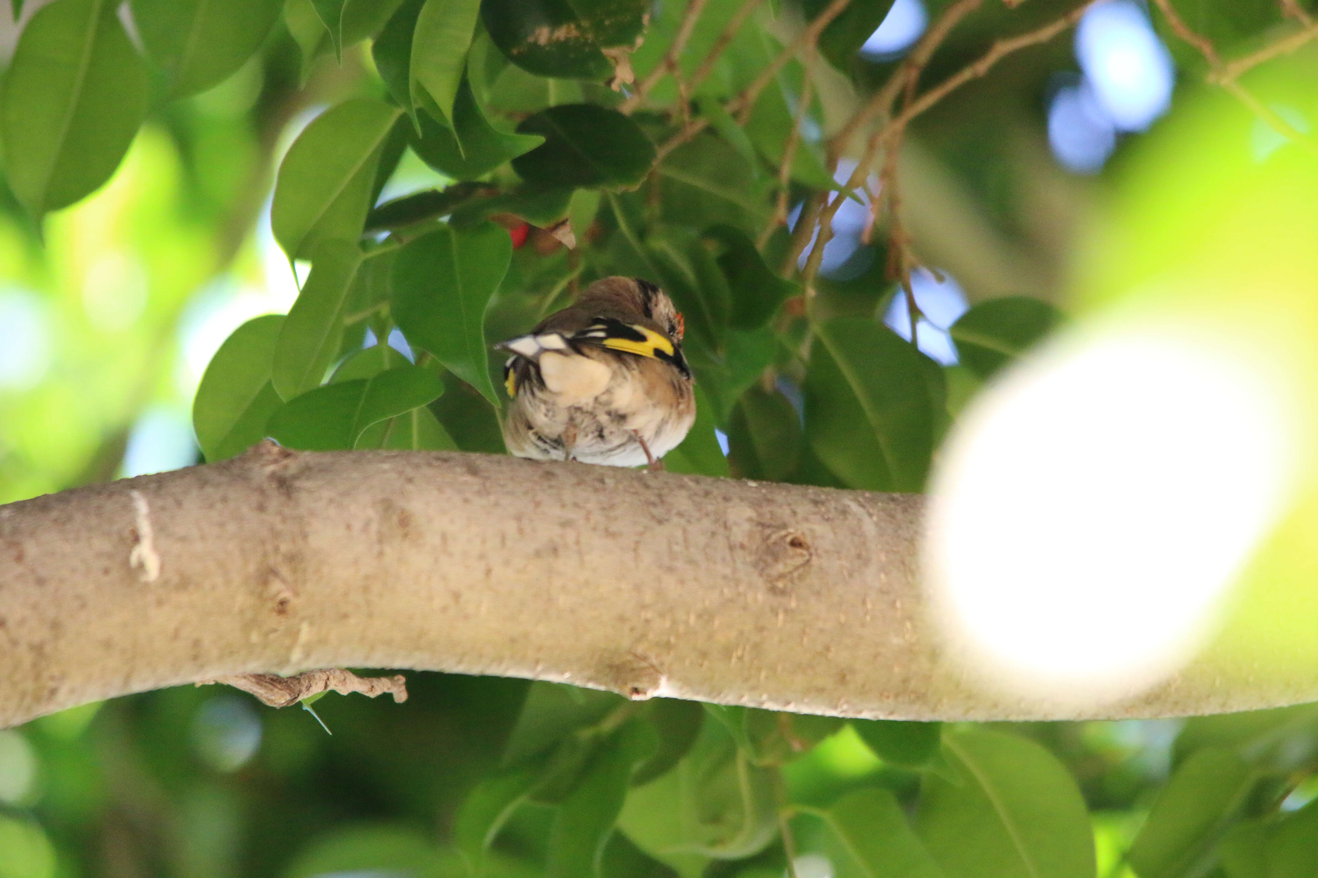 Imagem de Carduelis carduelis parva Tschusi 1901