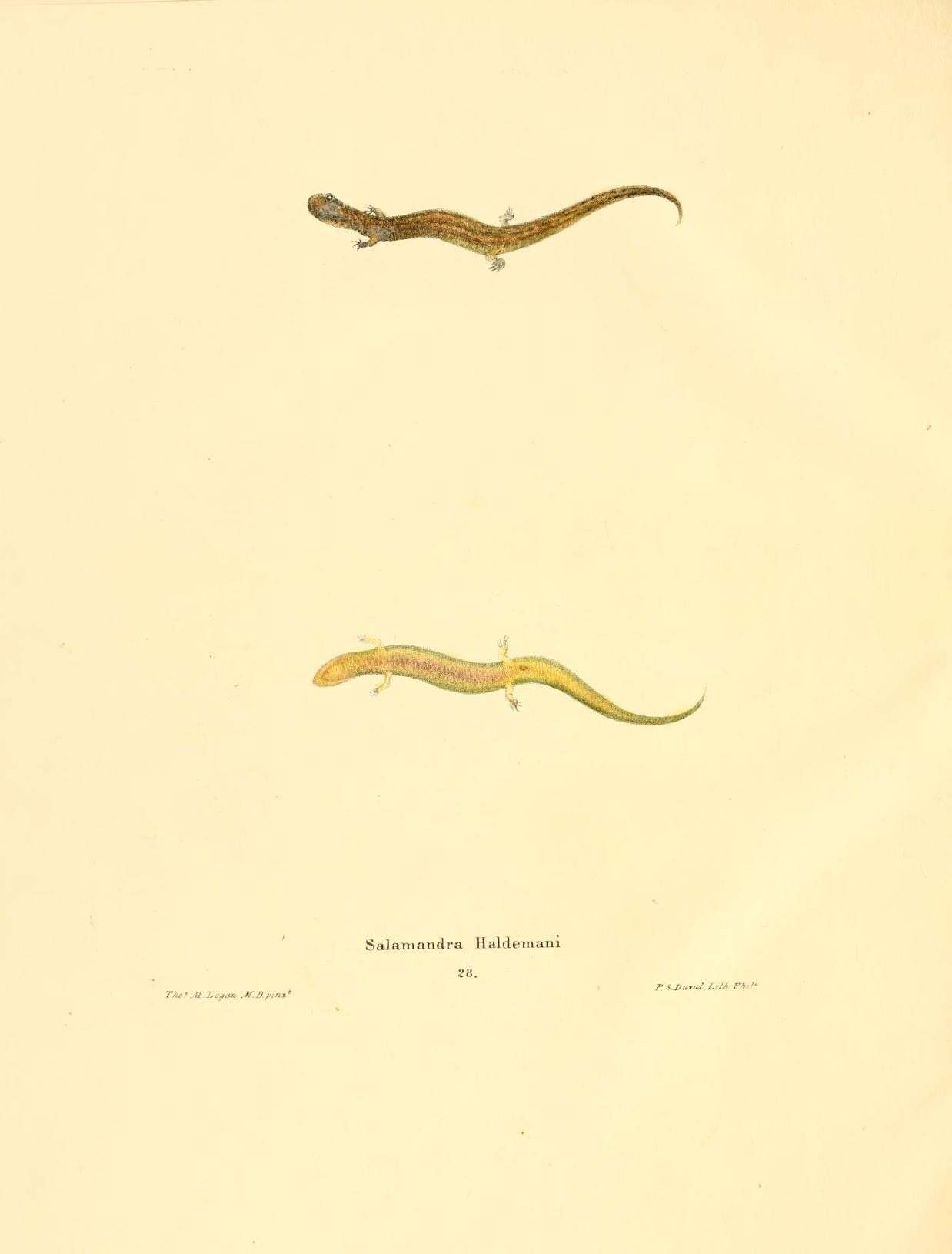 Image of Salamandra haldemani
