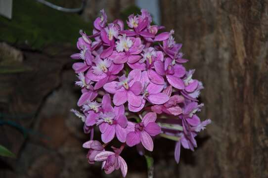 Plancia ëd Epidendrum radicans Pav. ex Lindl.