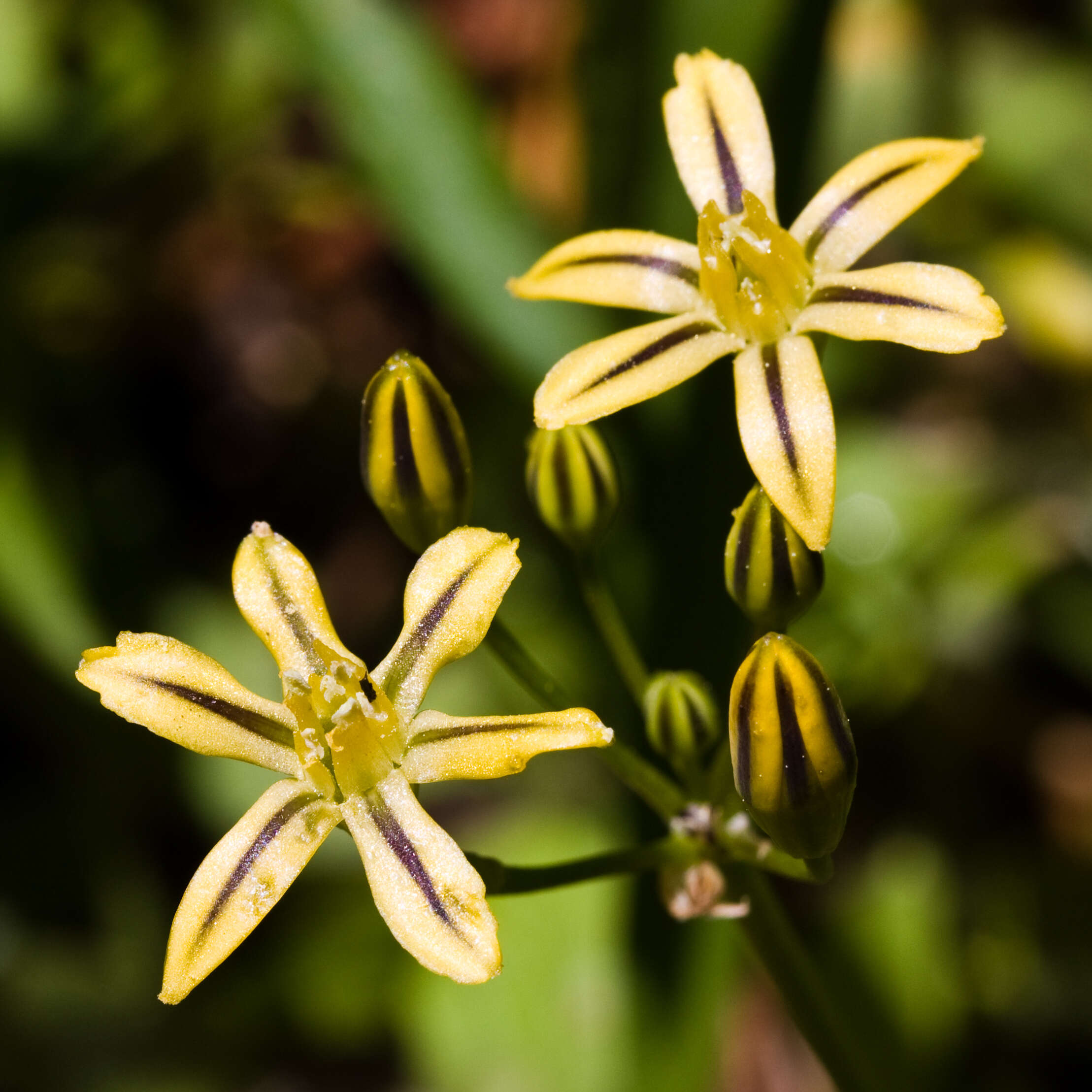 Image of Triplet lily