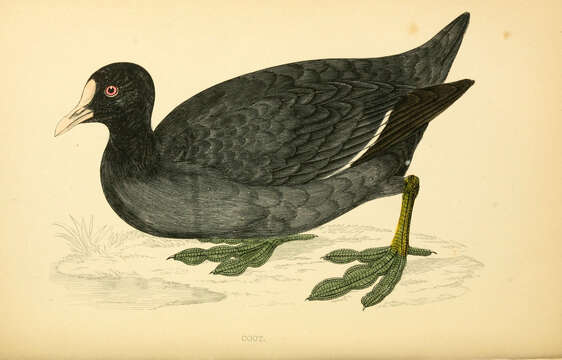 Image of Common Coot