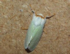 Image of slug caterpillar moths