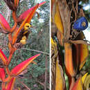 Image of Heliconia pastazae L. Andersson
