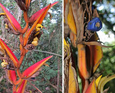 Image of Heliconia pastazae L. Andersson