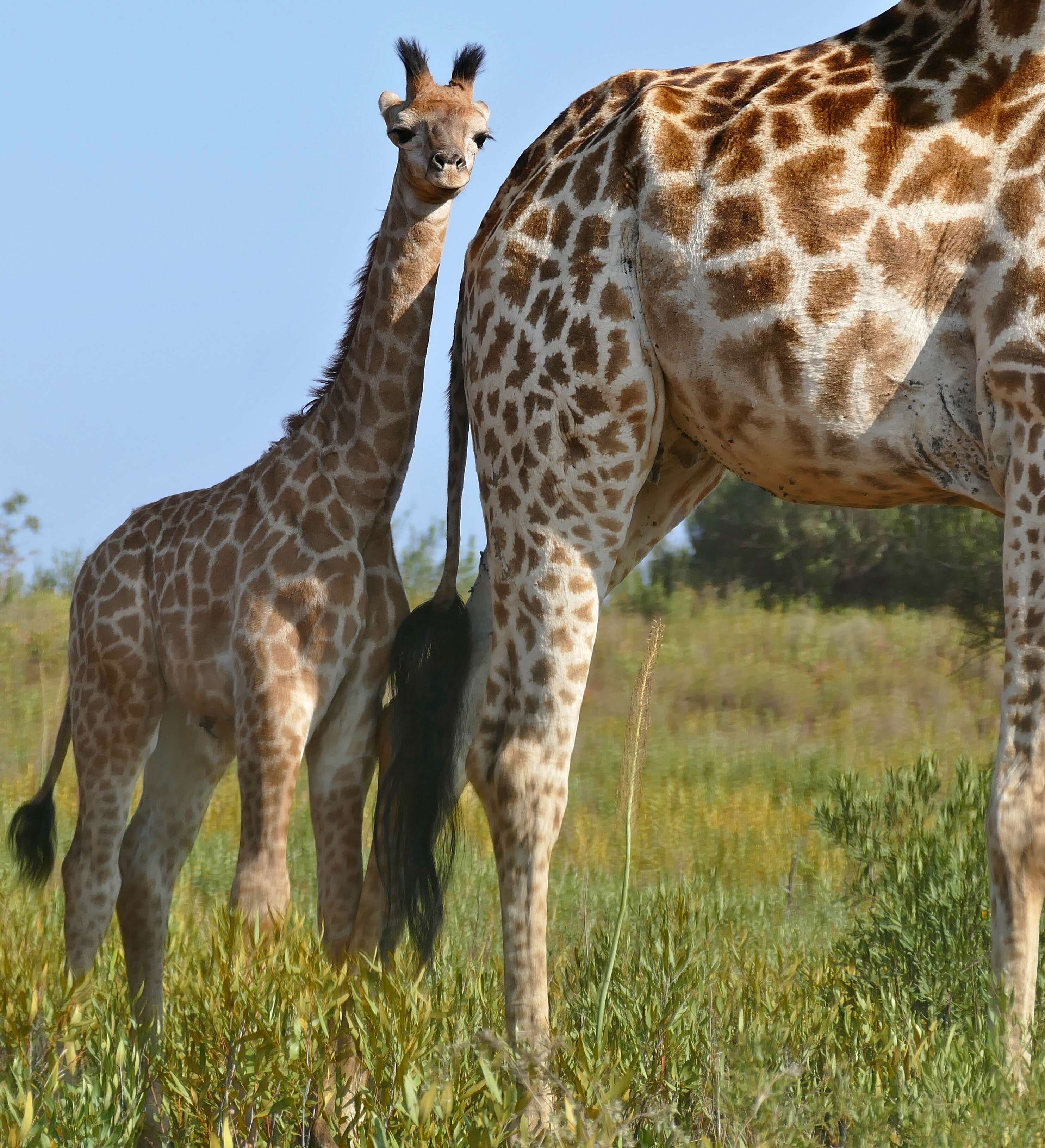 Image of Giraffes