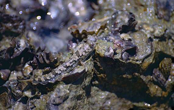 Image of Common mudskipper