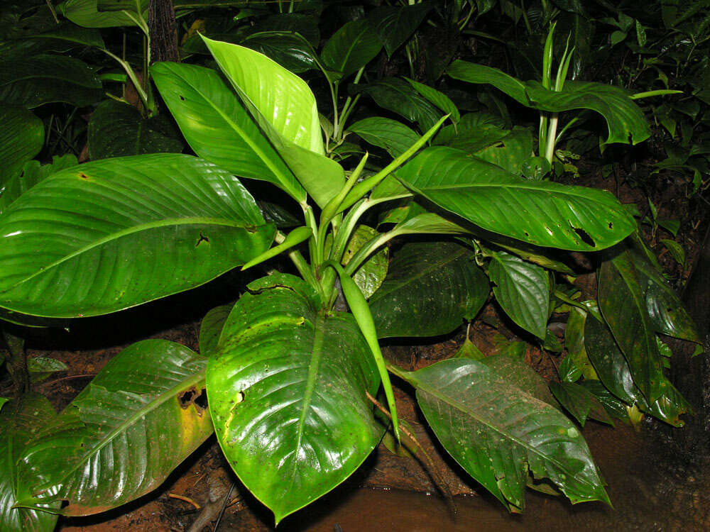 Image of Dieffenbachia concinna Croat & Grayum