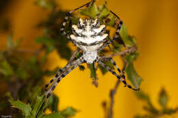 Imagem de Argiope lobata (Pallas 1772)