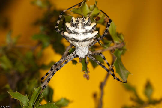 Image of Argiope lobata (Pallas 1772)