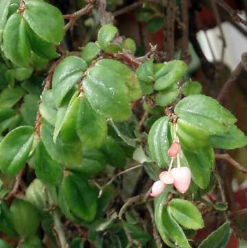 Image of fuchsia begonia