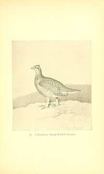 Image of Sharp-tailed Grouse