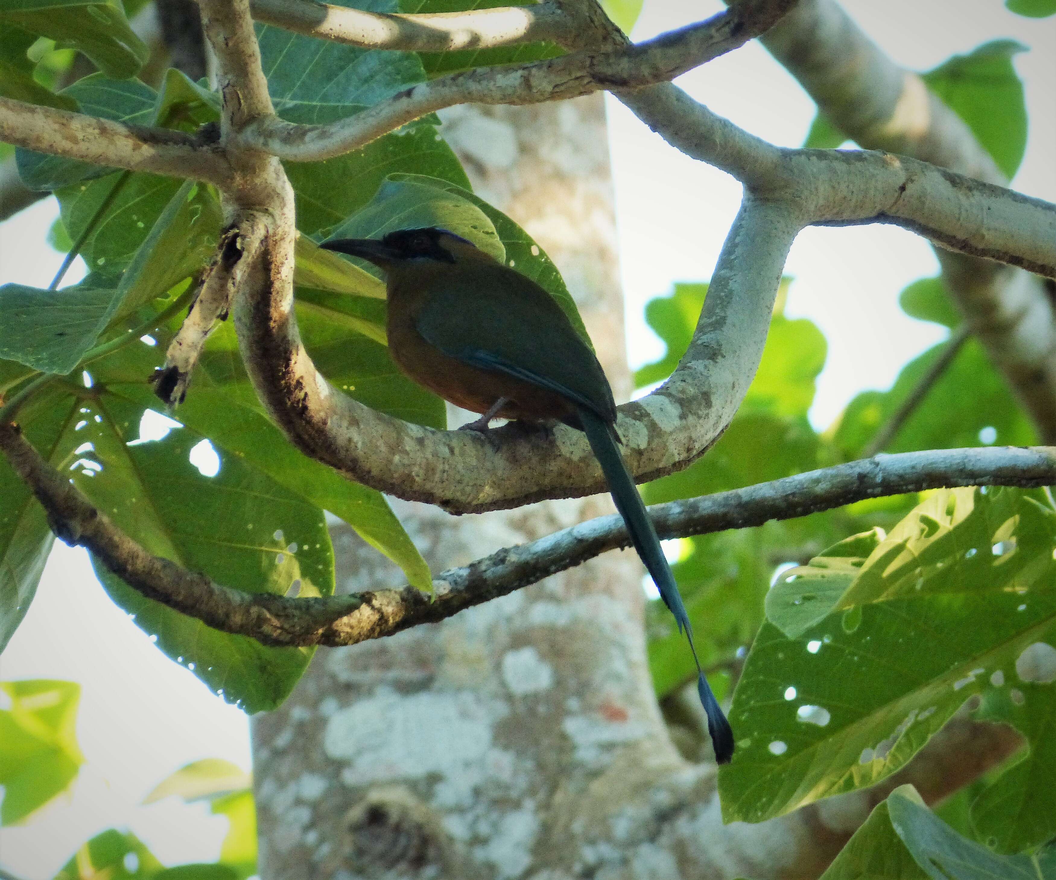 Image of Whooping Motmot