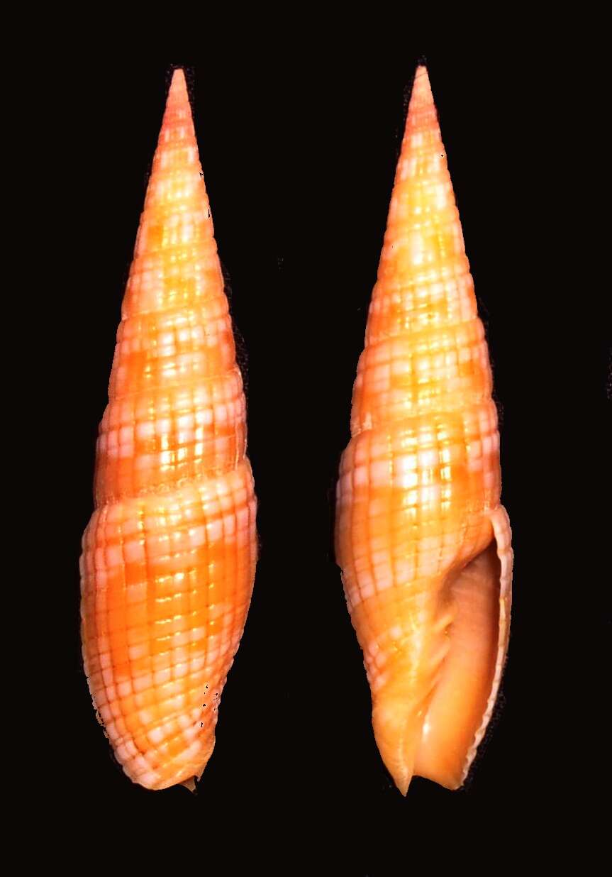 Слика од Turbinelloidea Rafinesque 1815