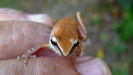 Image of Ceuthomantinae Heinicke, Duellman, Trueb, Means, MacCulloch & Hedges 2009