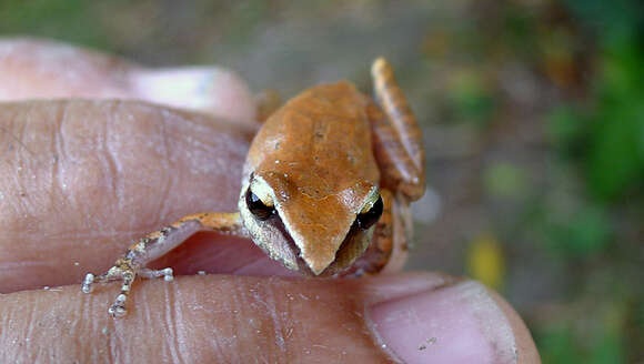 Image of Pristimantis Jiménez de la Espada 1870