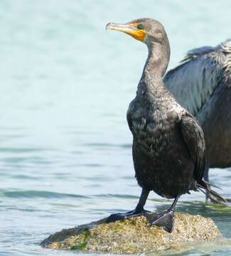 Image of Phalacrocorax Brisson 1760