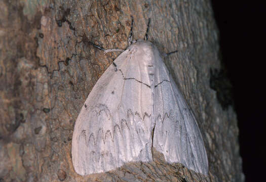 Image of Psilochira Toxopeus 1948