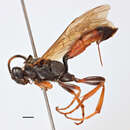 Image of Ichneumon grandicornis Thomson 1886