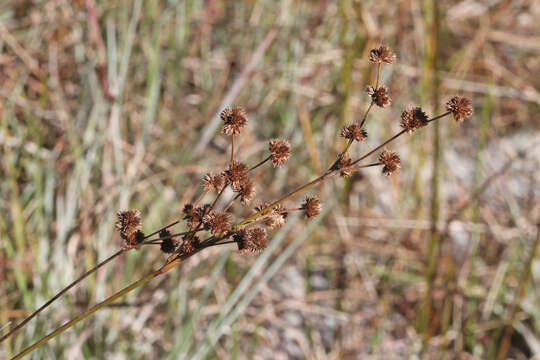 Sivun Juncus scirpoides Lam. kuva