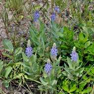 Image of Lupinus velutinus Benth.