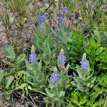 صورة Lupinus velutinus Benth.