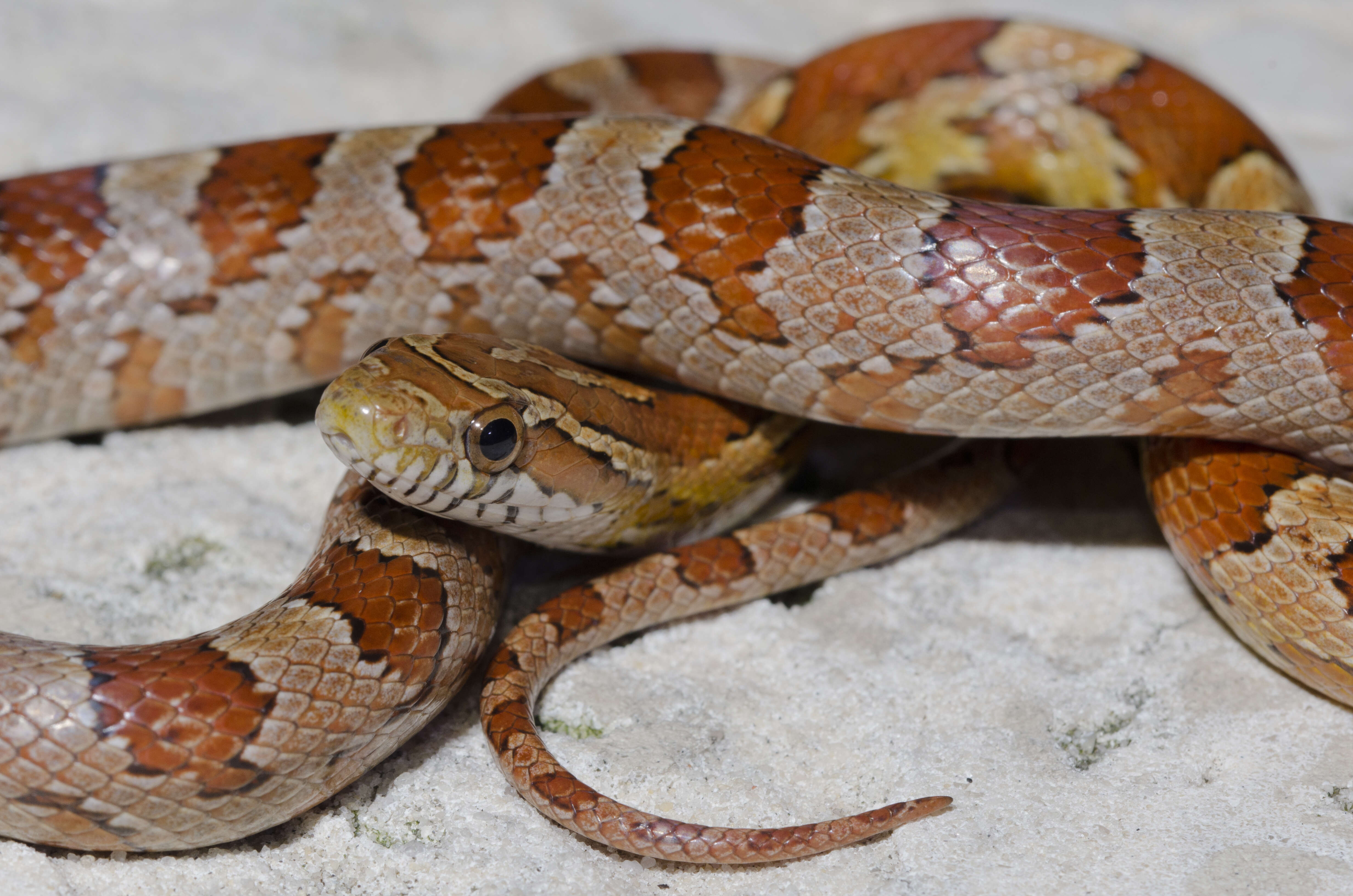 Image of Rat snakes