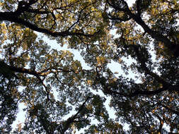 Image of Cork Oak