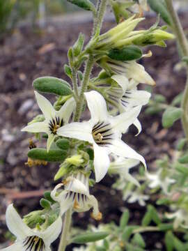 Слика од Cyphanthera tasmanica Miers