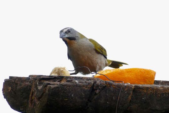 Image of Buff-throated Saltator