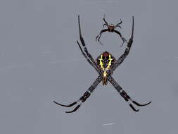 Image of St Andrews cross spider