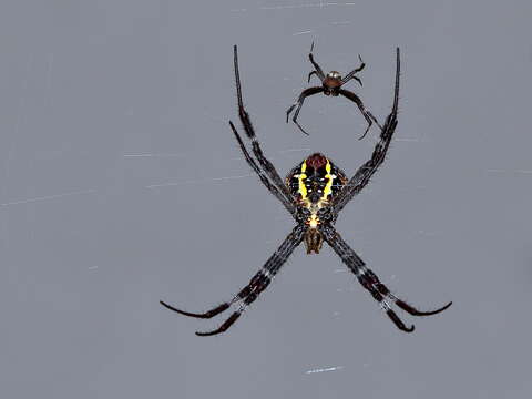 Image of St Andrews cross spider