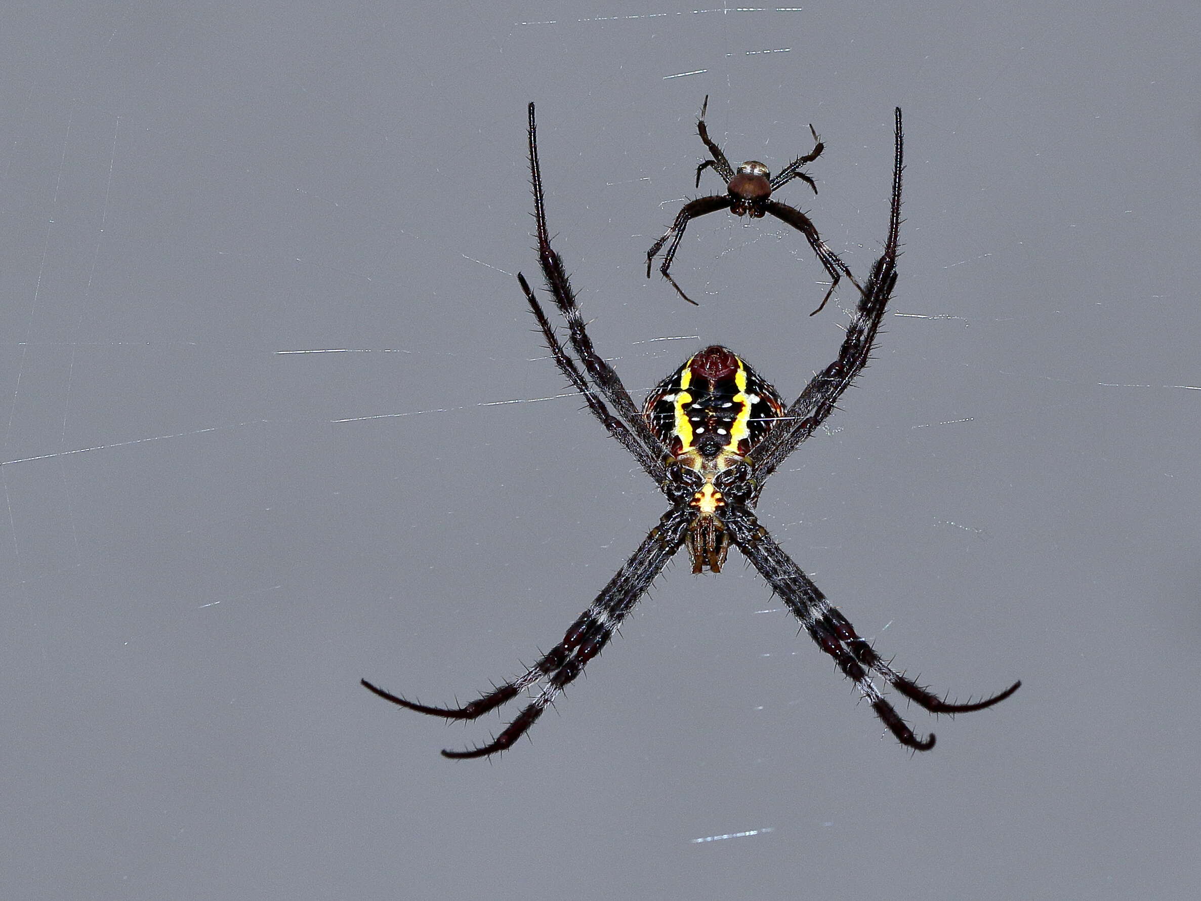 Image of St Andrews cross spider