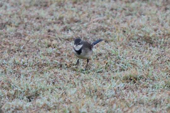 Image of Cape Wagtail