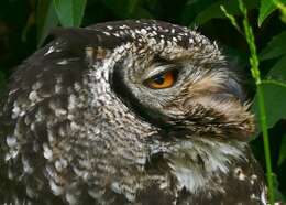 Image of Eagle-owls