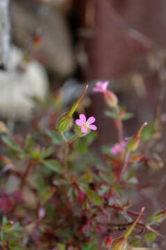 Image of Geranium purpureum Vill.