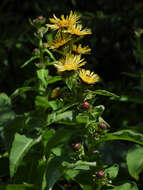 Inula racemosa Hook. fil. resmi