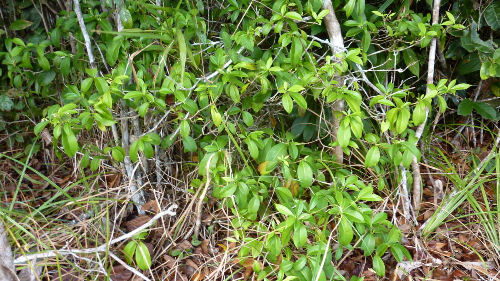 Image of devil's-pepper