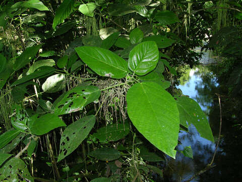 Image of Myriocarpa longipes Liebm.