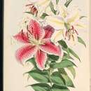 Image of Asiatic Lily