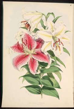 Image of Asiatic Lily