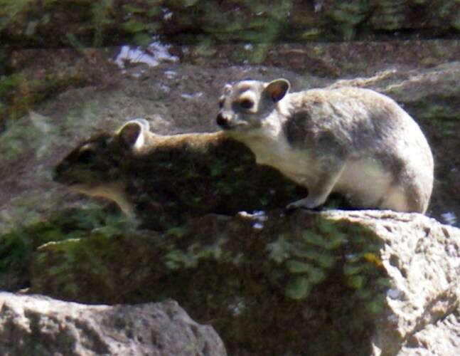 Image of Bush Hyrax