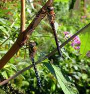 Image of Migrant Hawker