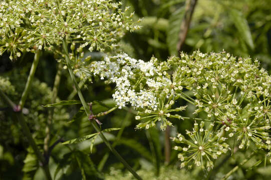 Image of water hemlock