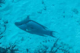 Image of Blue Kwab