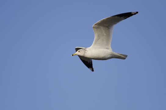 Image of Ring-billed Gull